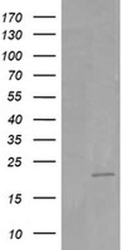 HRAS Mouse anti-Canine, Human, Mouse, Rat, Clone: OTI1A1, liquid, TrueMAB
