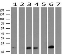 HRAS Mouse anti-Canine, Human, Mouse, Rat, Clone: OTI1A1, liquid, TrueMAB