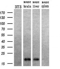 HRAS Mouse anti-Canine, Human, Mouse, Rat, Clone: OTI1A1, liquid, TrueMAB