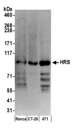 HRS Rabbit anti-Human, Mouse, Polyclonal, Bethyl Laboratories 100 &mu;L;