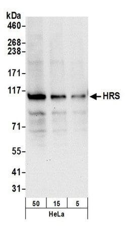 HRS Polyclonal Antibody, Bethyl Laboratories 20 &mu;L; Unconjugated:Antibodies,