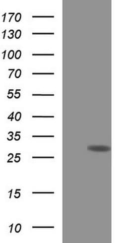 HSCB Monoclonal Antibody (OTI2A7), TrueMAB , OriGene:Antibodies:Primary