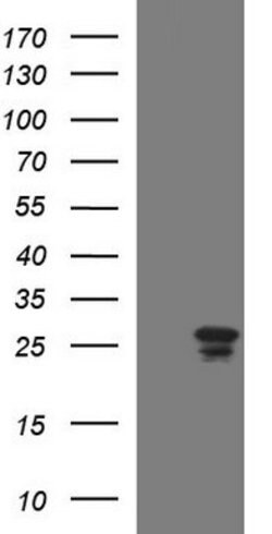 HSCB Mouse anti-Human, Clone: OTI2B7, lyophilized, TrueMAB 100 &mu;g; Unconjugated:Antibodies,