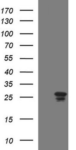 HSCB Monoclonal Antibody (OTI2B7), TrueMAB , OriGene 100 &mu;L; Unconjugated:Antibodies,