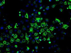HSD17B10 Mouse anti-Human, Clone: OTI10B4, lyophilized, TrueMAB 100 &mu;g;