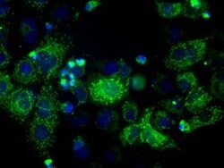 HSD17B10 Mouse anti-Human, Clone: OTI5E2, lyophilized, TrueMAB 100 &mu;g;