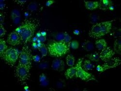 HSD17B10 Mouse anti-Human, Clone: OTI5E2, liquid, TrueMAB 100 &mu;L; Unconjugated:Antibodies,