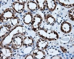 HSD17B10 Mouse anti-Human, Clone: OTI10B4, liquid, TrueMAB 100 &mu;L; Unconjugated:Antibodies,