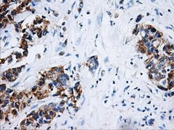 HSD17B10 Mouse anti-Human, Clone: OTI5E2, liquid, TrueMAB 100 &mu;L; Unconjugated:Antibodies,