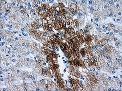 HSD17B10 Mouse anti-Human, Clone: OTI5E2, lyophilized, TrueMAB 100 &mu;g;