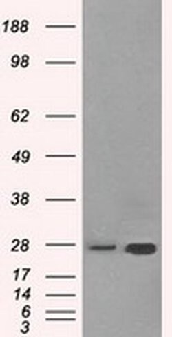 HSD17B10 Mouse anti-Human, Clone: OTI10B4, liquid, TrueMAB 100 &mu;L; Unconjugated:Antibodies,