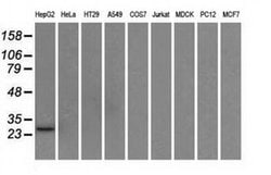 HSD17B10 Mouse anti-Human, Clone: OTI10B4, liquid, TrueMAB 100 &mu;L; Unconjugated:Antibodies,