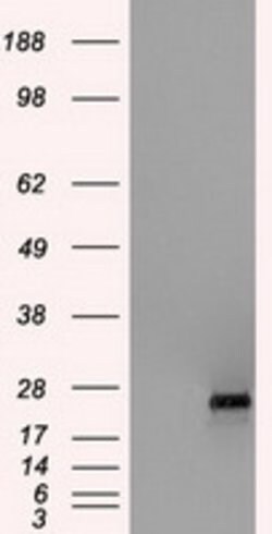 HSD17B10 Mouse anti-Human, Clone: OTI3B5, lyophilized, TrueMAB 100 &mu;g;