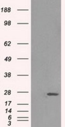 HSD17B10 Mouse anti-Human, Clone: OTI11A2, lyophilized, TrueMAB 100 &mu;g;