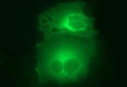 HSD17B4 Monoclonal Antibody (OTI1F3), TrueMAB , OriGene:Antibodies:Primary