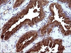 HSD17B4 Monoclonal Antibody (OTI1F3), TrueMAB , OriGene 100 &mu;L; Unconjugated:Antibodies,