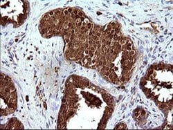 HSD17B4 Monoclonal Antibody (OTI1F3), TrueMAB , OriGene 100 &mu;L; Unconjugated:Antibodies,