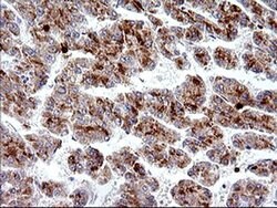 HSD17B4 Monoclonal Antibody (OTI1F3), TrueMAB , OriGene 100 &mu;L; Unconjugated:Antibodies,