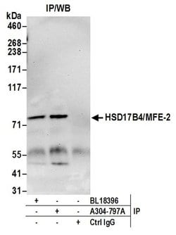 HSD17B4/MFE-2/17-beta-HSD4 Rabbit anti-Human, Polyclonal, Bethyl Laboratories