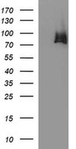 HSD17B4 Monoclonal Antibody (OTI3C5), TrueMAB , OriGene 100 &mu;L | Buy Online | Origene Technologies | Fisher Scientific