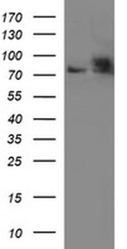HSD17B4 Monoclonal Antibody (OTI1F3), TrueMAB , OriGene 100 &mu;L; Unconjugated:Antibodies,