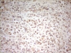 HSF2 Monoclonal Antibody (OTI2A7), TrueMAB , OriGene 100 &mu;L; Unconjugated:Antibodies,