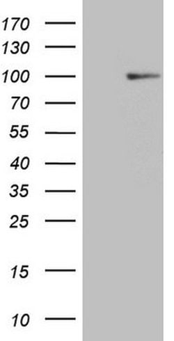HSF2 Mouse anti-Human, Clone: OTI4G9, lyophilized, TrueMAB 100 &mu;g; Unconjugated:Antibodies,