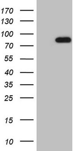 HSF2 Monoclonal Antibody (OTI4B2), TrueMAB , OriGene 100 &mu;L; Unconjugated:Antibodies,