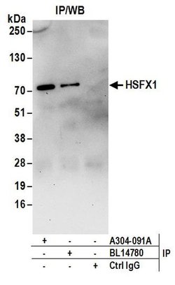 HSFX1 Rabbit anti-Human, Polyclonal, Bethyl Laboratories 10 &mu;L; Unconjugated:Antibodies,