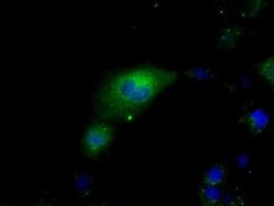 HSPA1A Mouse anti-Canine, Human, Clone: OTI2C12, liquid, TrueMAB 100 &mu;L;