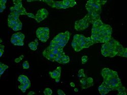 HSPA1A Mouse anti-Canine, Human, Clone: OTI2C12, liquid, TrueMAB 100 &mu;L;
