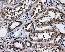 HSPA1A Mouse anti-Canine, Human, Clone: OTI2C12, liquid, TrueMAB 100 &mu;L;
