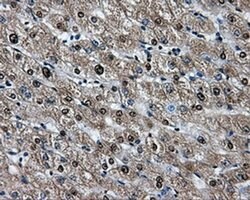 HSPA1A Mouse anti-Canine, Human, Clone: OTI2C12, liquid, TrueMAB 100 &mu;L;