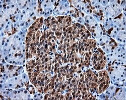 HSPA1A Mouse anti-Canine, Human, Clone: OTI3G9, TrueMAB , Origene 30 &mu;L;