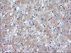 HSPA1A Mouse anti-Canine, Human, Clone: OTI3C6, liquid, TrueMAB 100 &mu;L;