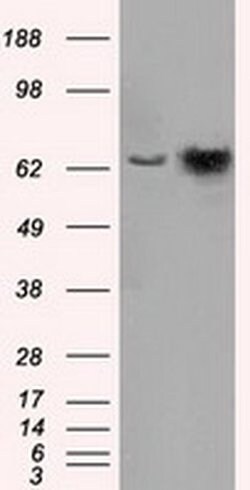 HSPA1A Mouse anti-Canine, Human, Clone: OTI2C12, liquid, TrueMAB 100 &mu;L;
