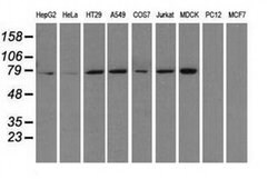 HSPA1A Mouse anti-Canine, Human, Clone: OTI3G9, TrueMAB , Origene 30 &mu;L;
