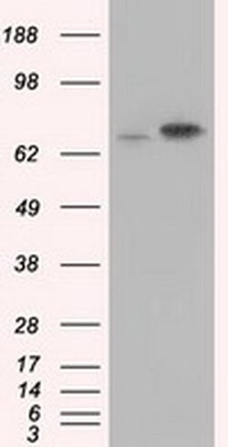 HSPA1A Mouse anti-Canine, Human, Clone: OTI3C6, liquid, TrueMAB 100 &mu;L;