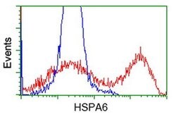 HSPA6 Monoclonal Antibody (OTI2C2), TrueMAB , OriGene 100 &mu;L; Unconjugated:Antibodies,