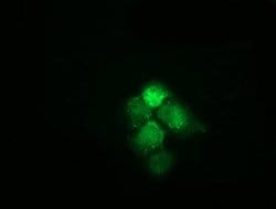 HSPA6 Mouse anti-Human, Clone: OTI1H3, lyophilized, TrueMAB 100 &mu;g;