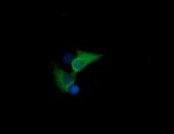 HSPA8 Monoclonal Antibody (OTI1H3), TrueMAB , OriGene 100 &mu;L; Unconjugated:Antibodies,