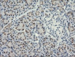 HSPA8 Monoclonal Antibody (OTI1H3), TrueMAB , OriGene 100 &mu;L; Unconjugated:Antibodies,