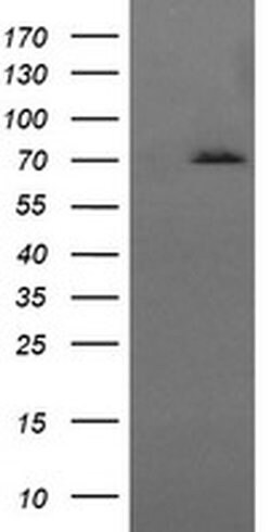 HSPA8 Monoclonal Antibody (OTI1H3), TrueMAB , OriGene 100 &mu;L; Unconjugated:Antibodies,