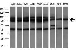HSPA8 Monoclonal Antibody (OTI1H3), TrueMAB , OriGene 100 &mu;L; Unconjugated:Antibodies,