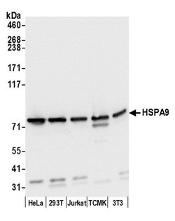 HSPA9/GRP75/Mortalin Polyclonal Antibody, Bethyl Laboratories 20 &mu;L;