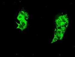 HSPA9 Mouse anti-Canine, Human, Rat, Clone: OTI9F8, lyophilized, TrueMAB