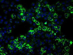 HSPA9 Mouse anti-Human, Clone: OTI10D7, liquid, TrueMAB 100 &mu;L; Unconjugated:Antibodies,