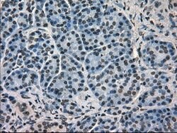 HSPA9 Mouse anti-Canine, Human, Rat, Clone: OTI9F8, lyophilized, TrueMAB