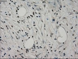 HSPA9 Mouse anti-Canine, Human, Rat, Clone: OTI9F8, lyophilized, TrueMAB