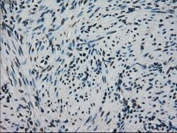 HSPA9 Mouse anti-Canine, Human, Rat, Clone: OTI9F8, lyophilized, TrueMAB